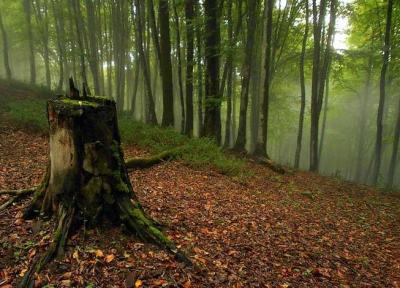 آشنایی با جنگل راش سوادکوه