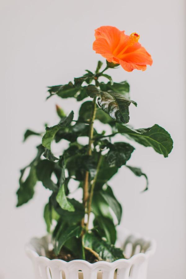 گل هایی بزرگ برای گلدان