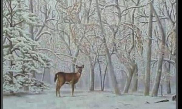 معمای بینایی سخت؛ چند گوزن در تصویر وجود دارد؟