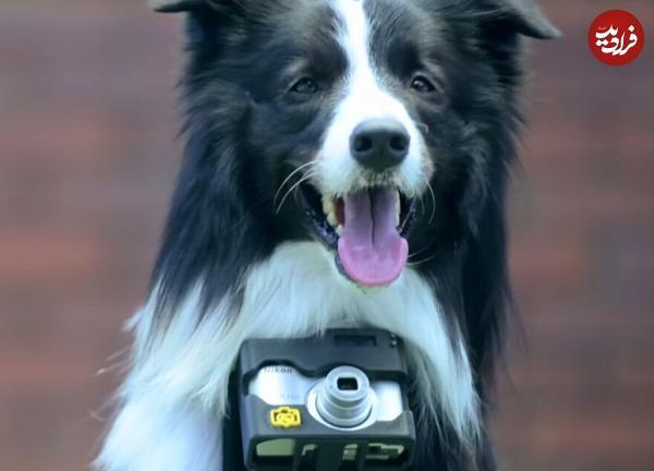 عکس های جالبی که یک سگ با ضربان قلبش گرفته است!