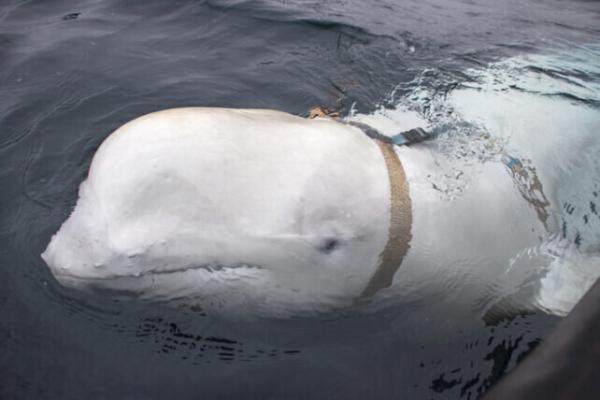 شکار نهنگ جاسوس؛ آمورش دیده نیروی دریایی روسیه، عکس
