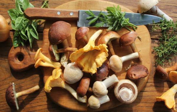 10 مورد از انواع قارچ خوراکی و ترفندهایی برای خرید قارچ سالم