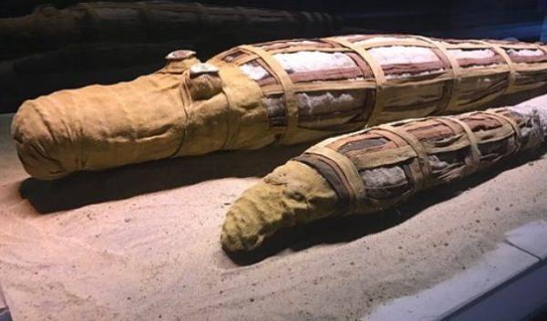 کشف 300 مومیایی تمساح در معبد مصر ، چرا مصری ها تمساح ها را مومیایی می کردند؟