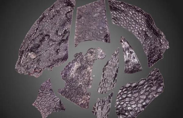 قدیمی ترین پوست جهان با عمر خیره کننده 288 میلیون سال کشف شد، عکس